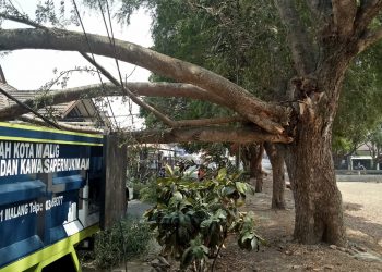 Pohon Asem Timpa Satu Rumah di Jalan Metro Kelurahan Bunulrejo