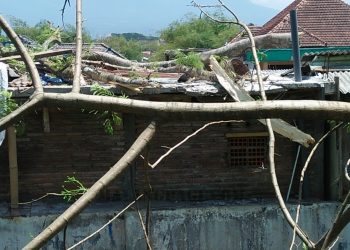 Belum ada Kejelasan, Timbul Pertanyakan Rumah Miliknya yang Tertimpa Pohon