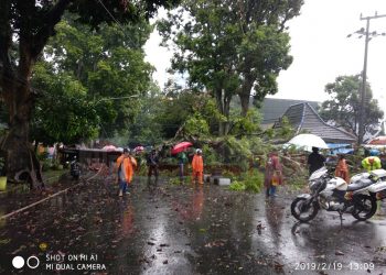 Hujan Sekejap, Pohon Besar Di Kota Malang Banyak Yang Roboh