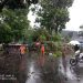 Hujan Sekejap, Pohon Besar Di Kota Malang Banyak Yang Roboh