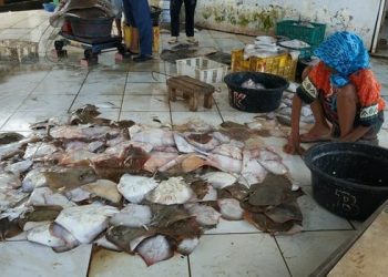 Ikan Pari Tanjung Menjadi Primadona Rumah Makan Di Pamekasan