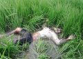 Dua Hari Dicari Keluarga, Seorang Kakek Di Tulungagung Tak Bernyawa Di Tengah Sawah