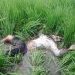 Dua Hari Dicari Keluarga, Seorang Kakek Di Tulungagung Tak Bernyawa Di Tengah Sawah