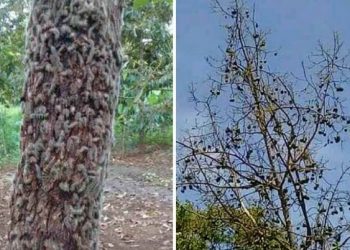 Dusun Laok Lorong Pamekasan Diserang Ribuan Ulat Bulu