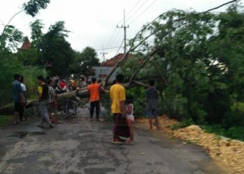 Beruntung, Pohon Besar Roboh Di Jalan Bazar Tidak Menelan Korban Jiwa