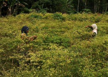 Petani Menjerit, Harga Cabe Rawit Di Kabupaten Kediri Anjlok Per Kilogramnya Hanya Rp 6 Ribu