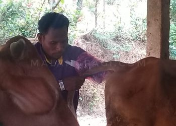 BBIB Singosari Latih Peserta dari Timor Leste