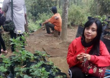 Perkebunan Strawberry Menjadikan Daya Tarik Wisatawan di Pujon