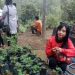 Perkebunan Strawberry Menjadikan Daya Tarik Wisatawan di Pujon