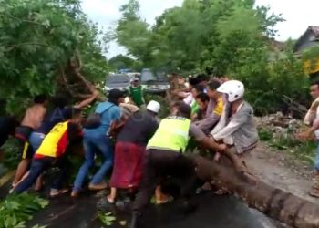 Hujan Disertai Angin Kencang, Akibatkan Pohon Tumbang