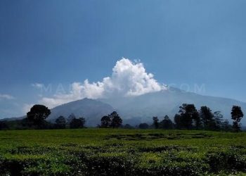 Perkebunan Teh Wonosari Menjadi Jujukan Wisatawan