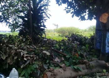 Respon Cepat Dinas PU Binamarga pada Bahaya Pohon Tumbang Saat Musim Hujan