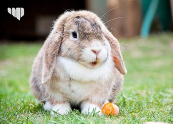 6 Penyebab Bulu Kelinci Rontok, dan Cara Mengatasinya