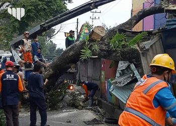 4 Kios Hancur Akibat Pohon Tumbang di Jodipan