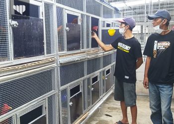 Dituding Tempat Judi Sabung Ayam, Inayah Jaya Ternyata Hanya Breeding Unggas