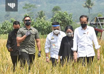 Tinjau Panen Raya di Malang, Jokowi Optimistis Tidak Impor Beras