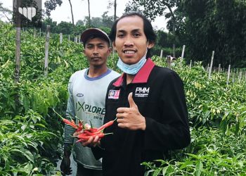 Harga Cabai Melonjak, Mahasiwa PMM UMM Bantu Panen di Dusun Supiturang