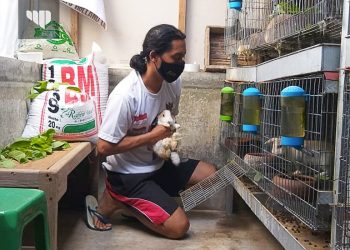 Tips Agar Kelinci Hollad Lop Sehat dan Berkualitas