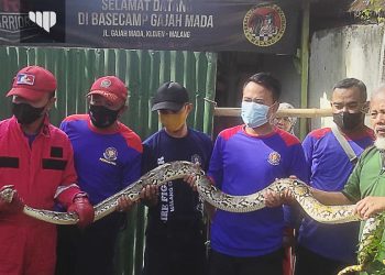 Ular Sanca Kembang Masuk Warung, Pengunjung Semburat