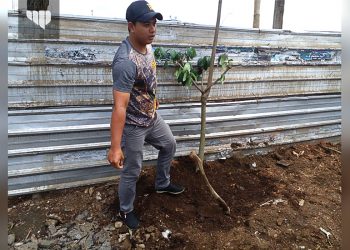 Tebang Pohon Randu untuk Proyek Homestay, Pengelola Ganti Tanam Pohon Pule