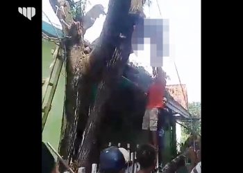 Pangkas Ranting Pohon, Warga Sampang Tewas Kesetrum