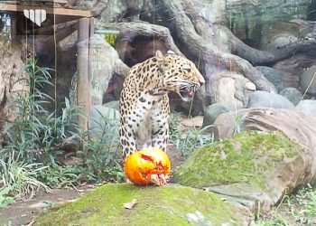 Serunya Zoolloween, Perayaan Halloween Ala Batu Secret Zoo
