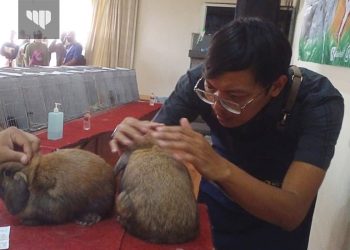 Malang Rabbit Show 2022, Angkat Perekonomian Kota Batu