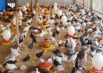 Inovasi Pemuda Desa Sumberejo Gedangan Berwiraswasta Ternak Ayam di Masa Endemi