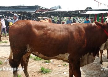 Pemkab Sampang Gelontorkan Rp510 Juta untuk Sapi Kurban