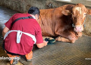Pemkot Malang Gerak Cepat Tangani PMK pada Ternak di Lesanpuro