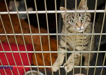 Pedagang Kucing Pasar Splendid Tampik Tuduhan Siksa Hewan