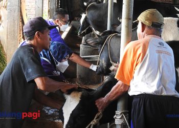 Vaksinasi PMK di Kota Malang Diklaim Tuntas 100 Persen