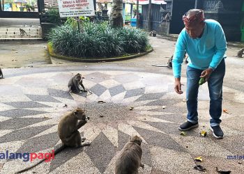 Singo Klojen Bagi Makanan ke Ratusan Kera Penghuni Wendit
