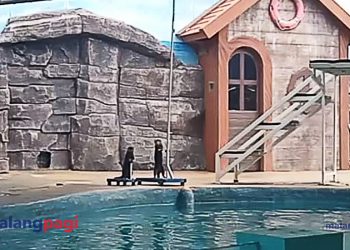 Atraksi Animal Friendly Show, Wahana Edukasi Satwa di Batu Secret Zoo