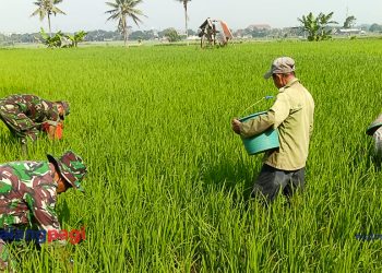 Babinsa Wonokoyo Bantu Pemupukan Tanaman Padi Kelompok Tani SUKAMAJU