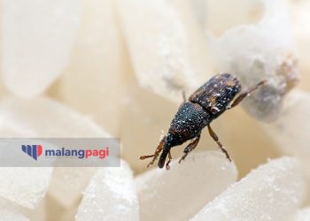 Cara Ampuh Membasmi Kutu Beras, Cepat dan Mudah