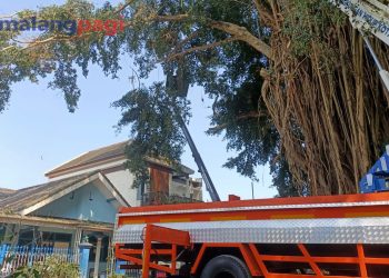 Demi Keamanan dan Kenyamanan, DLH Kota Malang Rapikan Beringin di Madyopuro