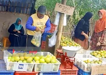 Cuaca Ekstrem Pengaruhi Harga Jeruk Asal Desa Selorejo