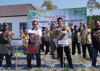 Kendalikan Inflasi dan Ketahanan Pangan, Kota Batu Panen Bawang Merah Varietas Batu Ijo dan Ikan Nila