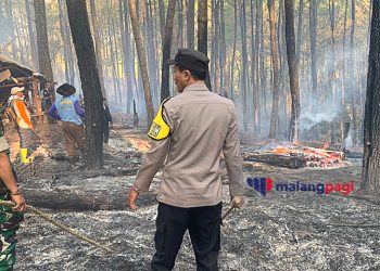 Kebakaran Lahan di Desa Petungsewu Dau Berhasil Dipadamkan