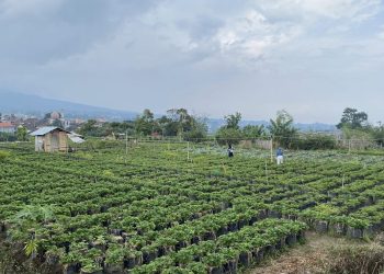 Lumbung Strawbery Desa Pandanrejo Dongkrak Pariwisata dan Ekonomi Lokal Kota Batu