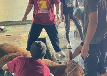 Rayakan Hari Besar Idul Adha 1445H, DPC Gerindra Kota Malang Sembelih 4 Sapi dan 3 Kambing