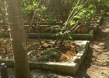 Transformasi Limbah Cacing Menjadi Emas Hitam