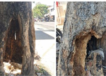 Ulah Oknum, DLH Kota Malang Sayangkan Adanya Perusakan Pohon