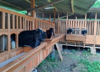 Jelang Idul Adha, Ratusan Petugas Disiapkan untuk Periksa Ribuan Hewan Kurban di Kota Malang