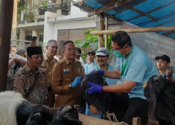 Wali Kota Malang Cek Kesehatan Hewan Kurban, Peternak Senang Jadi Ajang Promosi Ditengah Turunnya Penjualan
