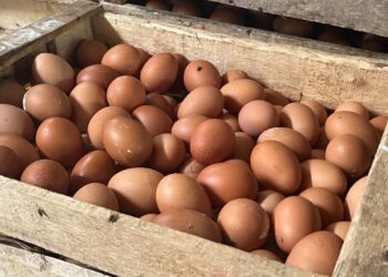 Permintaan Tinggi Jadi Pemicu, Harga Telur di Kota Malang Tembus Rp28 Ribu