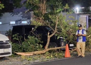 Ranting Pohon Tumbang di Jalan Tenes Timpa Mobil, DLH Kota Malang Turunkan Tim Evakuasi