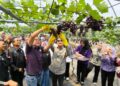 Agro Eduwisata Baru di Kota Malang, Duta Pengangguran Luncurkan Wisata Petik Anggur