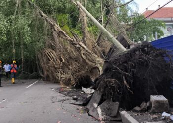Pohon Besar Tumbang di Jalan Merapi Kota Malang, Dua Motor dan Satu Warung Tertimpa